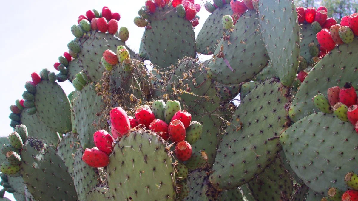 Színes Nopal kaktusz, piros és zöld gyümölcsökkel a tüskés leveleken.