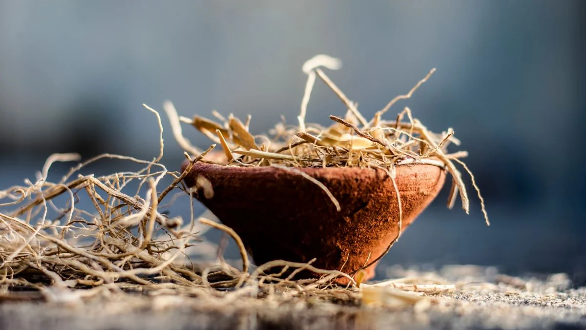Egy kis terrakotta edényben vetiver gyökérdarabok láthatók, természetes környezetben.
