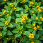 Görögszéna növény virágokkal és zöld levelekkel