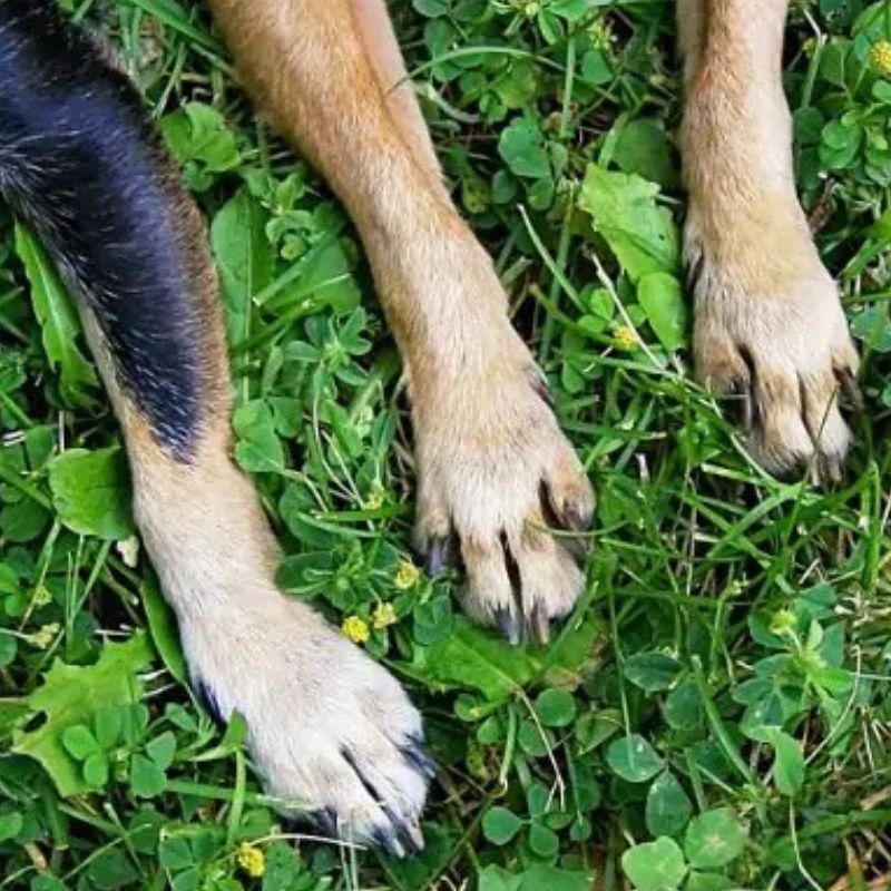 Kutyák lábai a fűben, a mozgás anatómiai részletei.