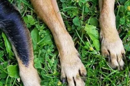 Kutyák lábai a fűben, a mozgás anatómiai részletei.