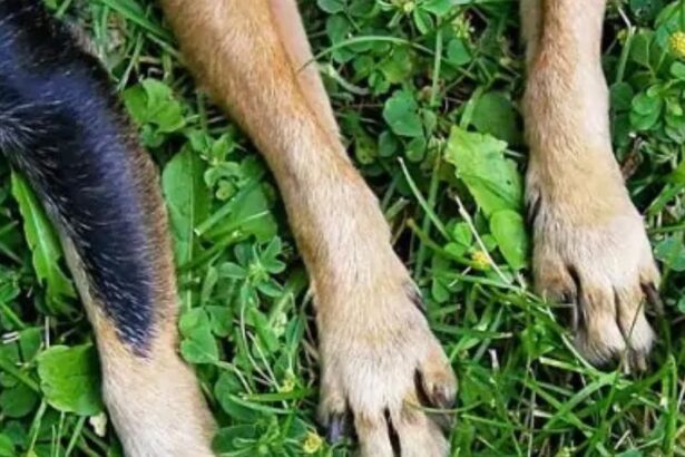 Kutyák lábai a fűben, a mozgás anatómiai részletei.