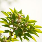 Hamamelisz növény virágokkal és zöld levelekkel.