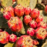 Kaktuszfüge gyümölcsök közelről, tüskékkel teli kaktuszon.