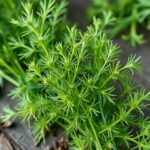 Friss kapor levelek asztalon, az egészség fűszereként