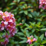 Jerikói lonc virágai zöld háttér előtt